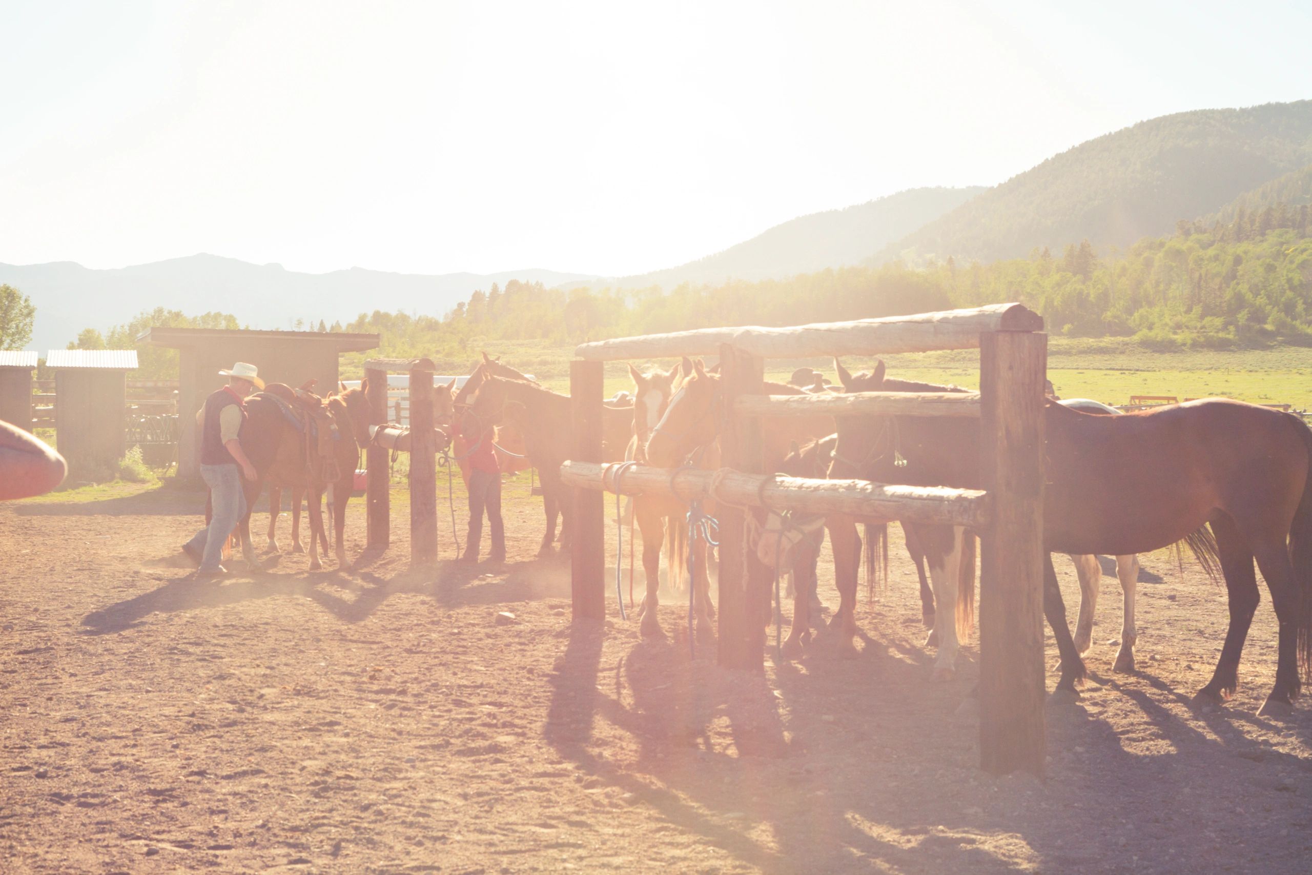 Owner on horseback